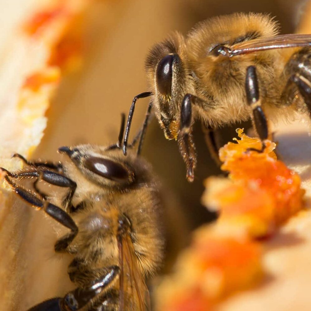 Propoliss jeb bišu līme pret vīrusiem