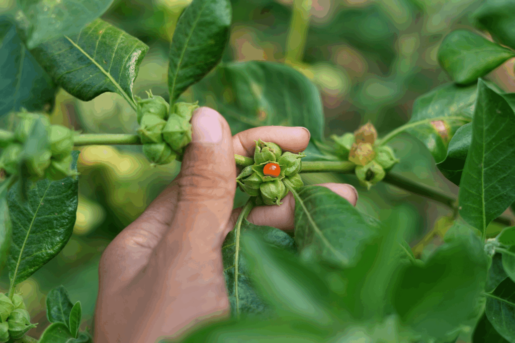 ašvagandas priekšrocības